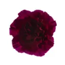 LG Carnations Magenta Purple Zafiro