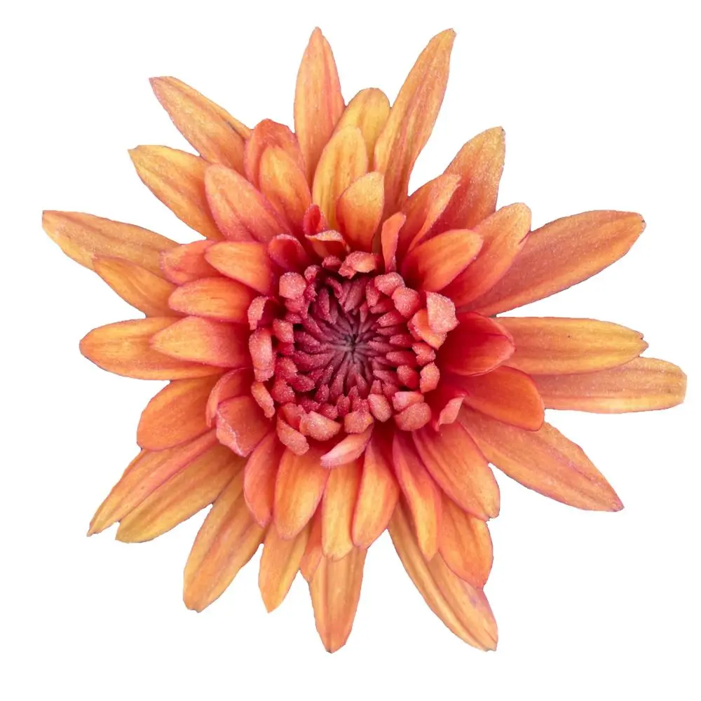 Chrysanthemums Bronze Kirvy 