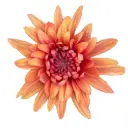 Chrysanthemums Bronze Kirvy 