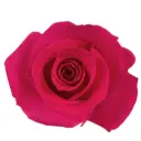 50cm Roses Hot Pink Tina 