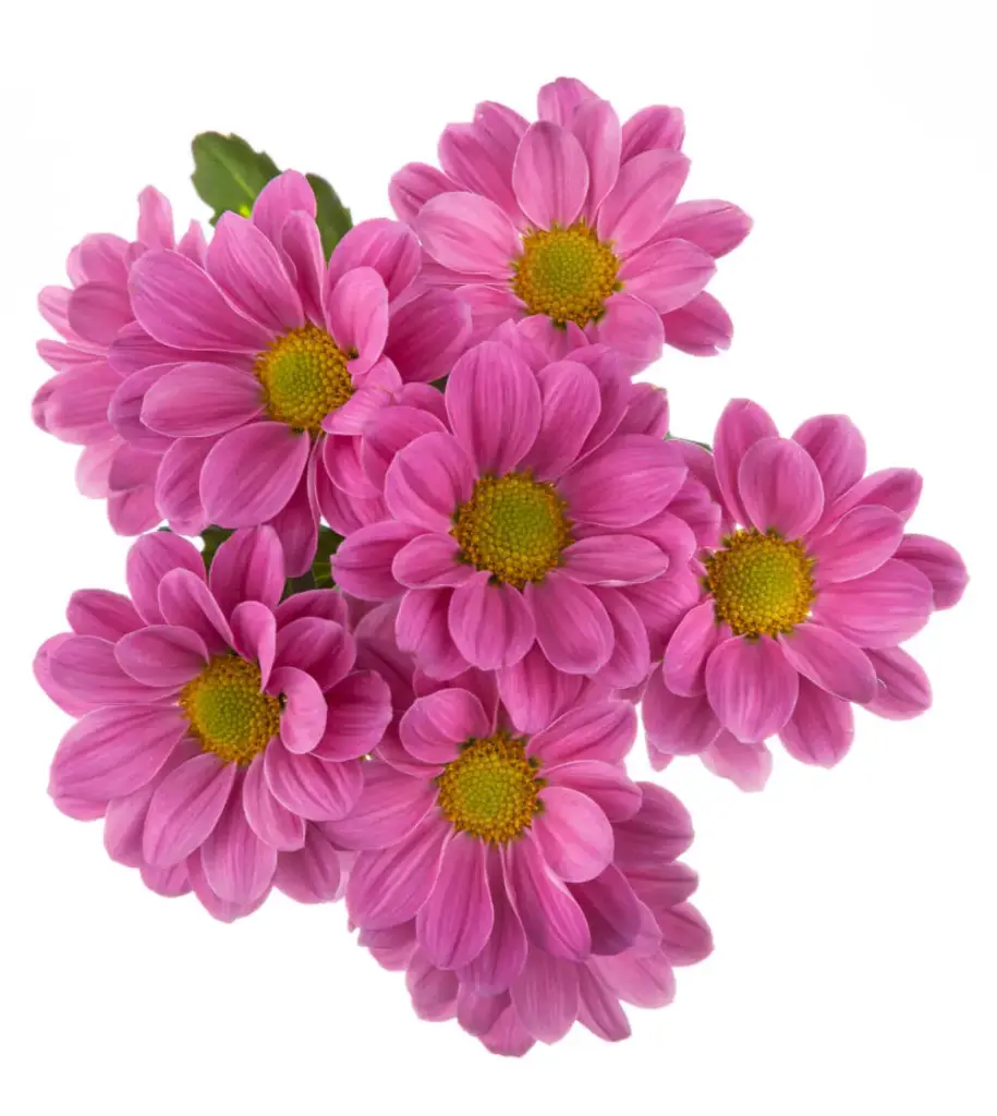 Daisies Pink Plasma 