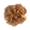 LG Carnations Beige Caramel