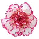 LG Carnations Bi-Color White/Pink Komachi