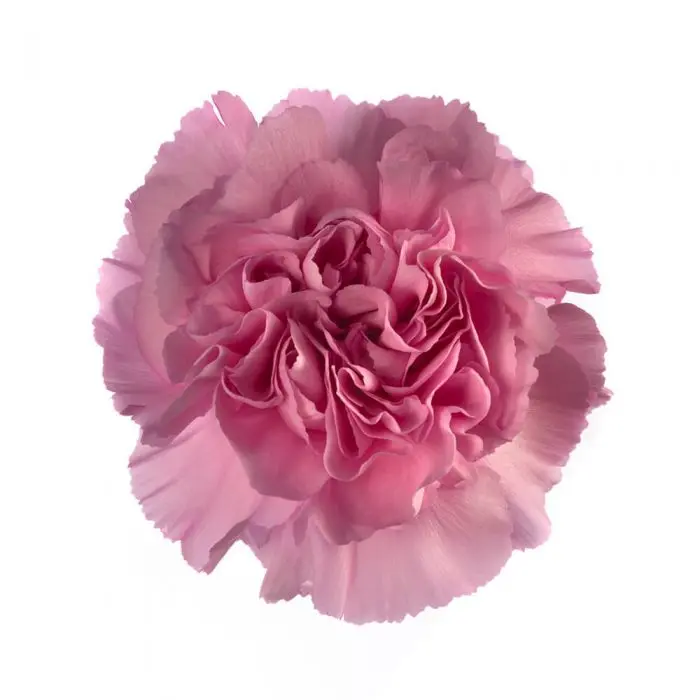 LG Carnations Lilac Prinz 