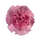LG Carnations Lilac Prinz 