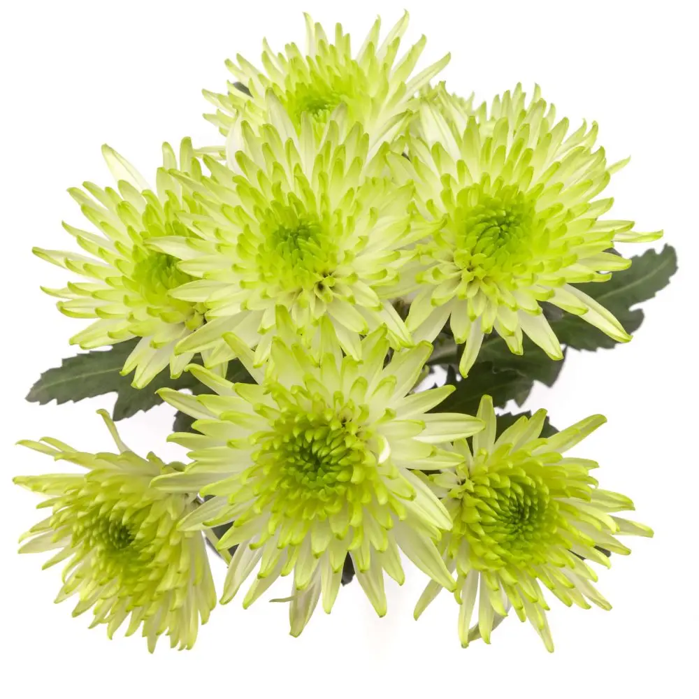 Chrysanthemums Green Maisy Lime