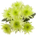 Chrysanthemums Green Maisy Lime