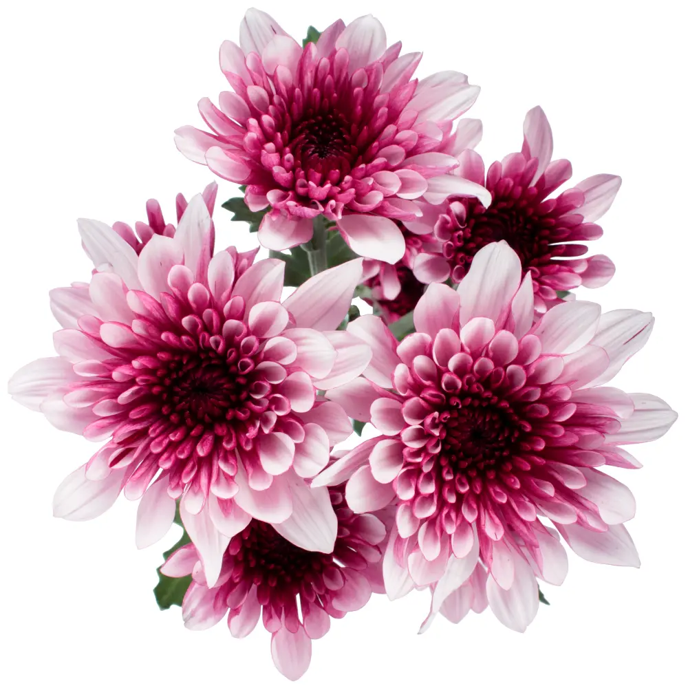  Chrysanthemums Purple/White Lovato