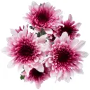 Chrysanthemums Purple/White Lovato