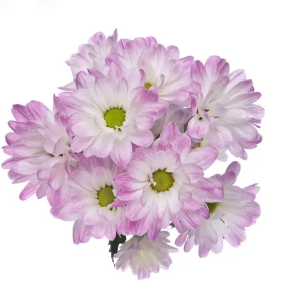 Daisies Lilac/White Airbrush