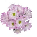 Daisies Lilac/White Airbrush