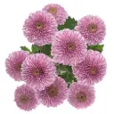 Buttons Pink Delirock