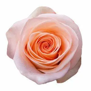 50cm Roses Light Peach Tiffany