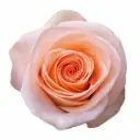 50cm Roses Light Peach Tiffany