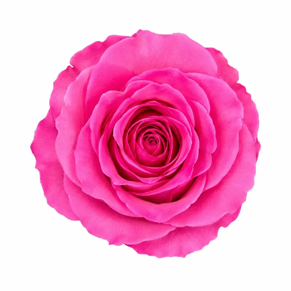 50cm Roses Medium Pink Sweet Unique 