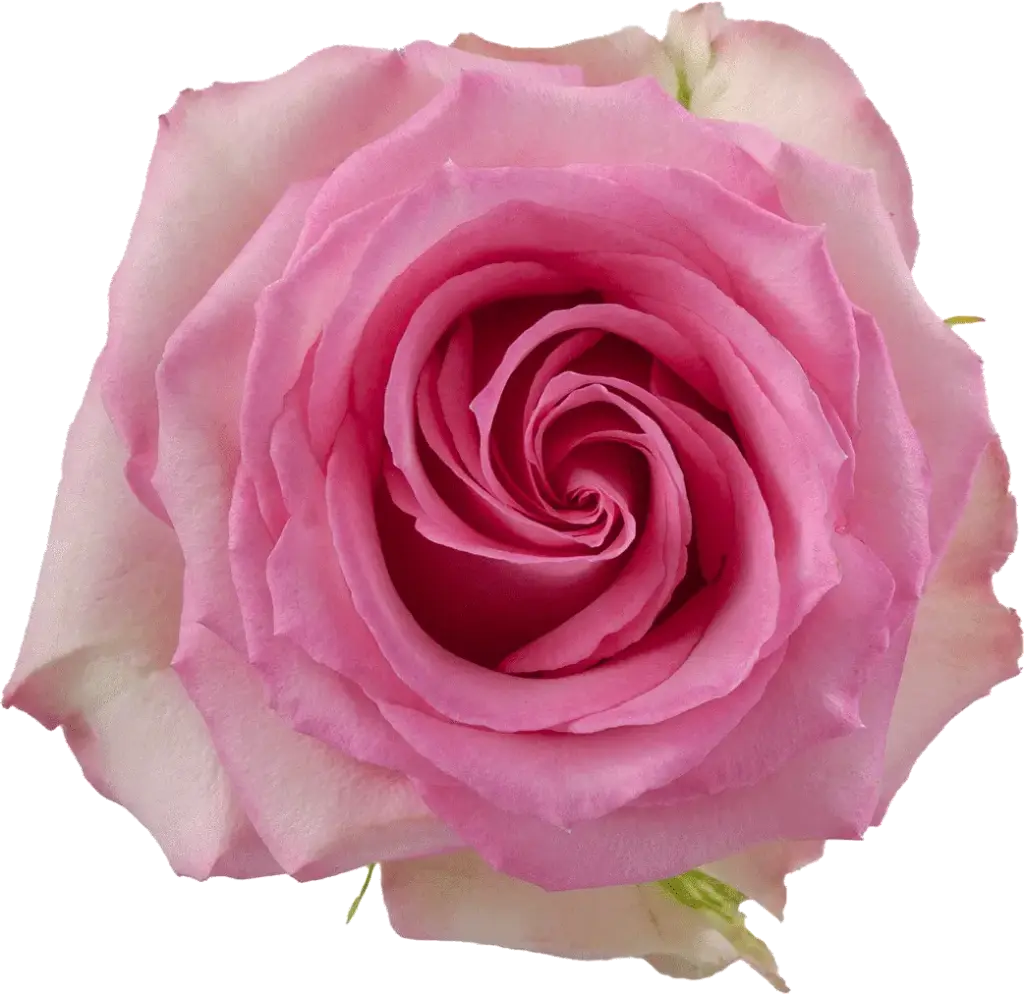 50cm Roses Medium Pink Sweet Unique 