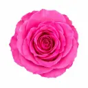 50cm Roses Medium Pink Sweet Unique 