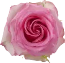 50cm Roses Medium Pink Sweet Unique 