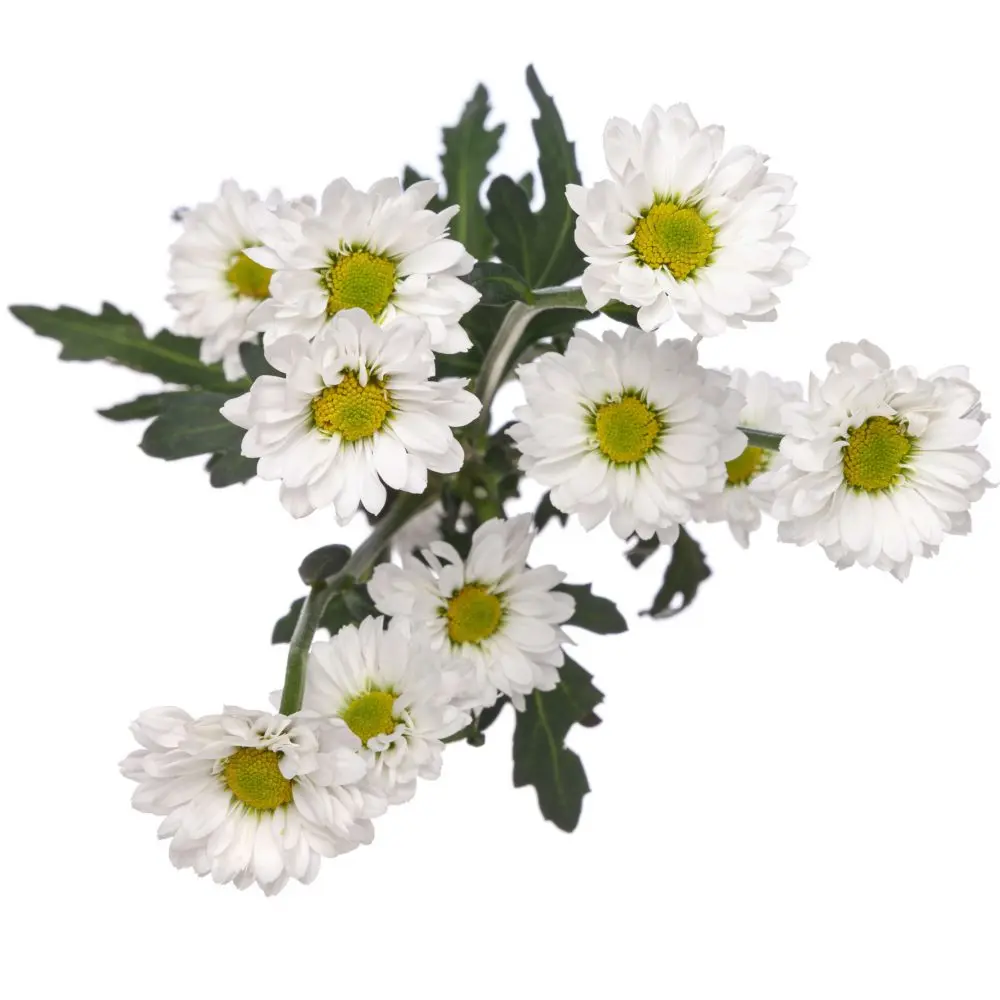 Micropoms White Katy (10st)
