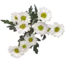 Micropoms White Katy (10st)