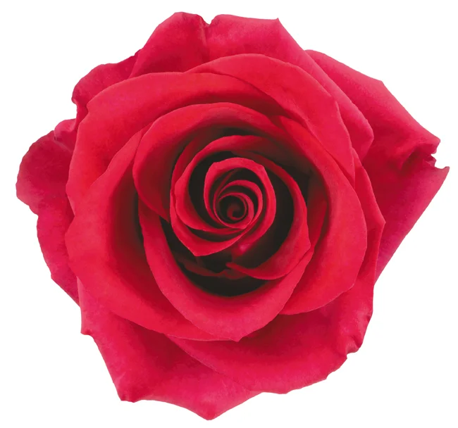 50cm Roses Hot Pink Paris