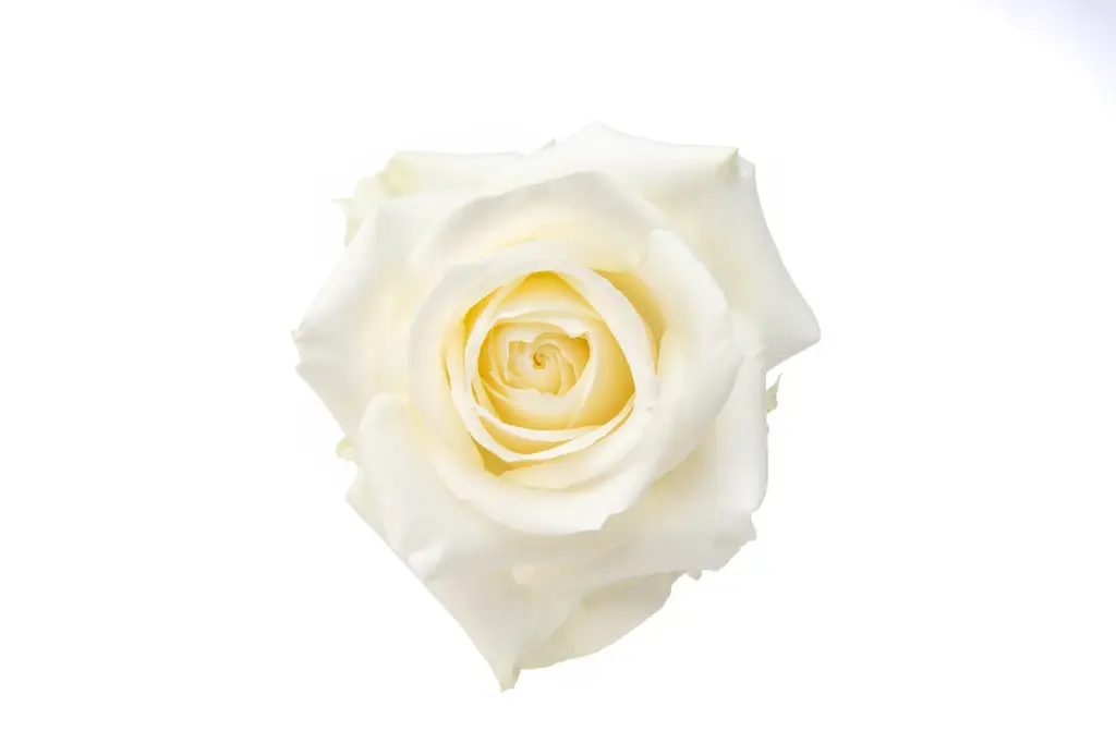 40cm Roses White Sugar Doll