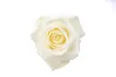 40cm Roses White Sugar Doll
