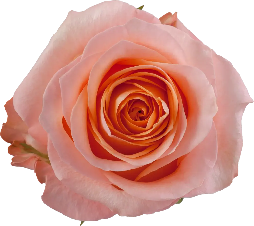 40cm Roses Peach Coral Reef