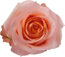 40cm Roses Peach Coral Reef