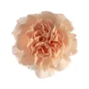 LG Carnations Peach Novia 