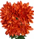 Tinted Chrysanthemums Orange