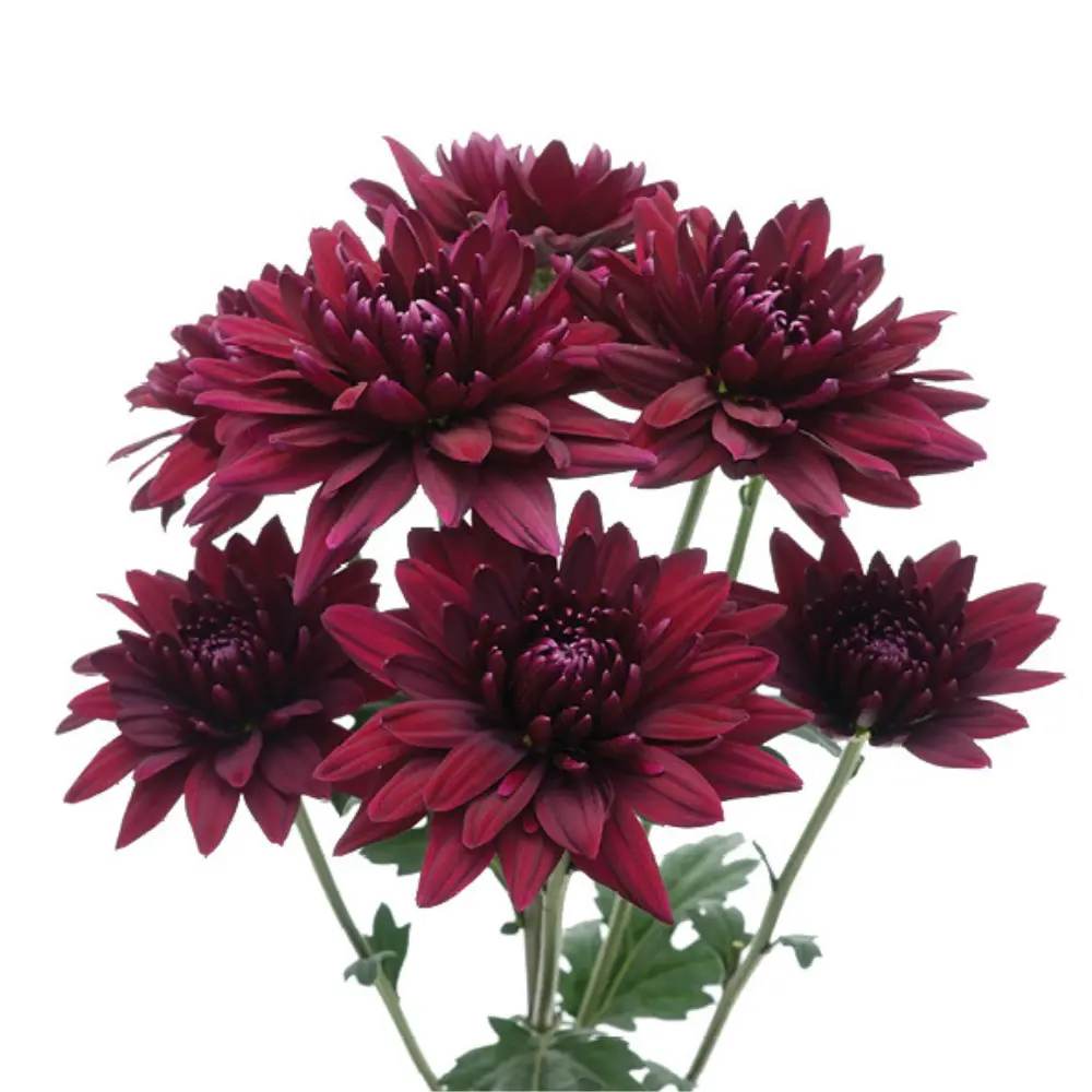Chrysanthemums Burgundy Cabaret