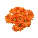 Daisies Orange Harley