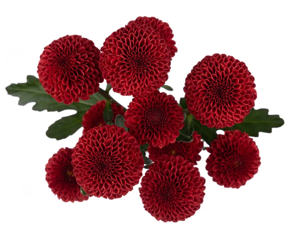 Buttons Dark Red