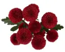 Buttons Dark Red