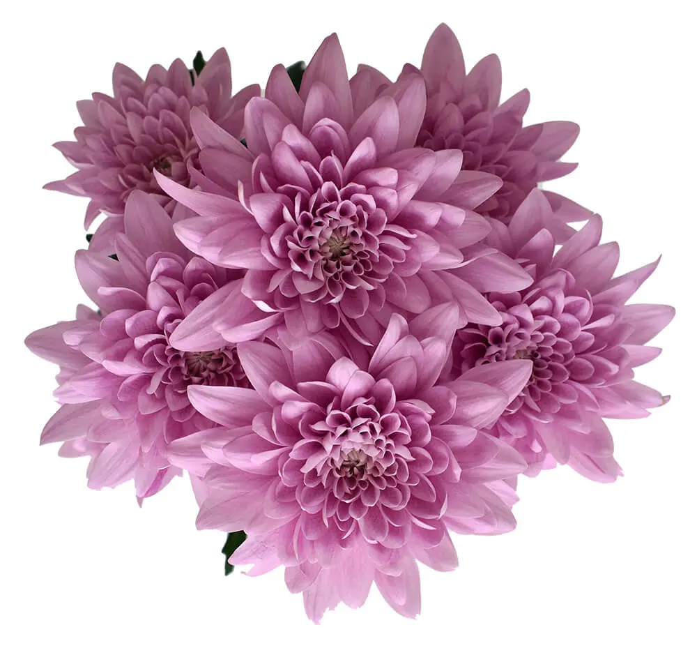 Chrysanthemums Lavender All Star