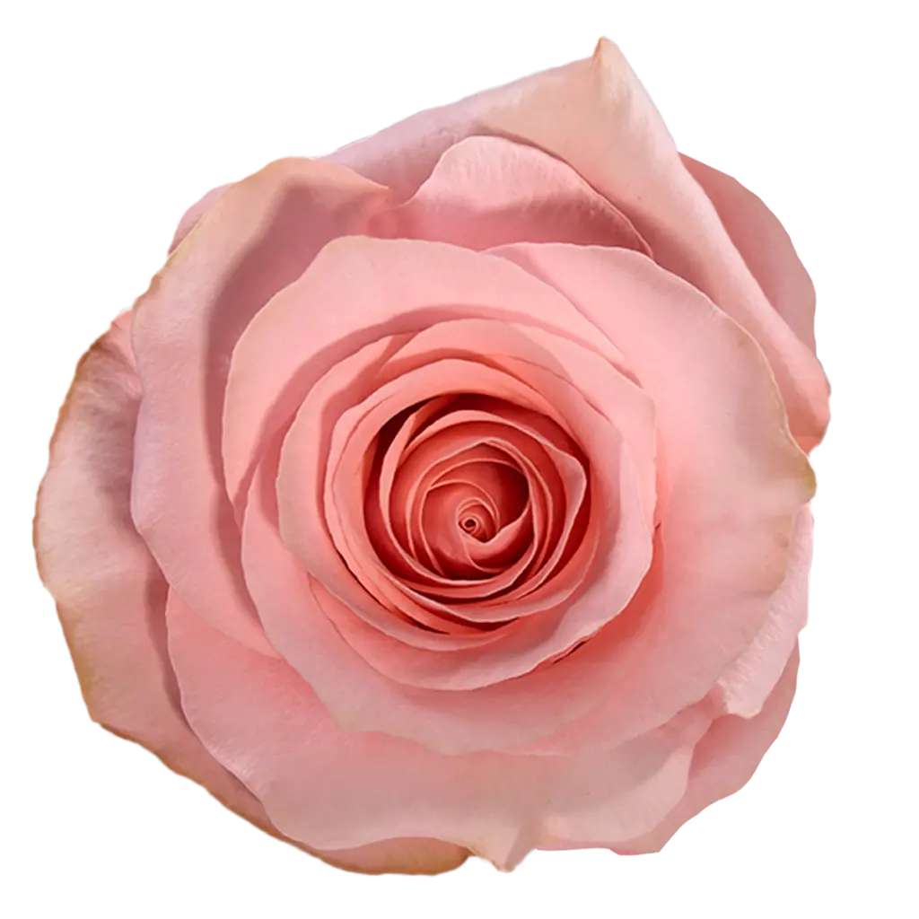 40cm Roses Soft Pink Be Sweet 