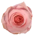 40cm Roses Soft Pink Be Sweet 