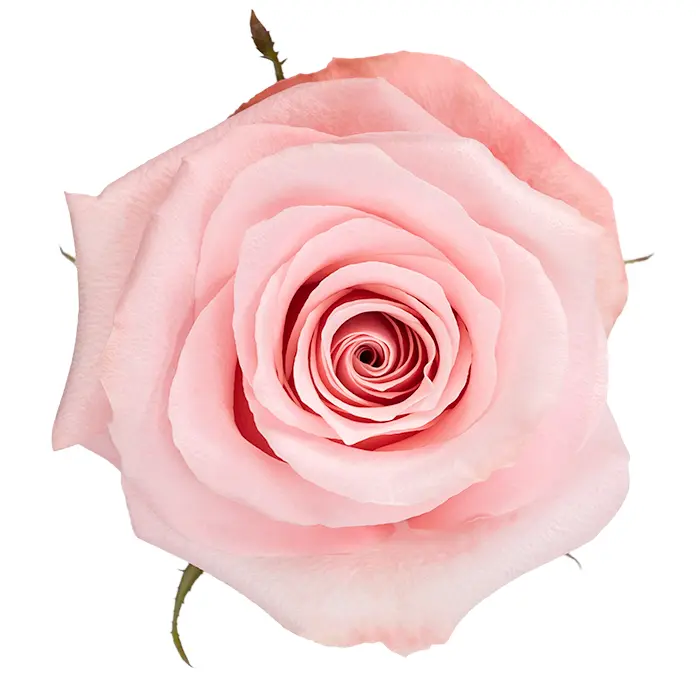 50cm Roses Light Pink Be Sweet 