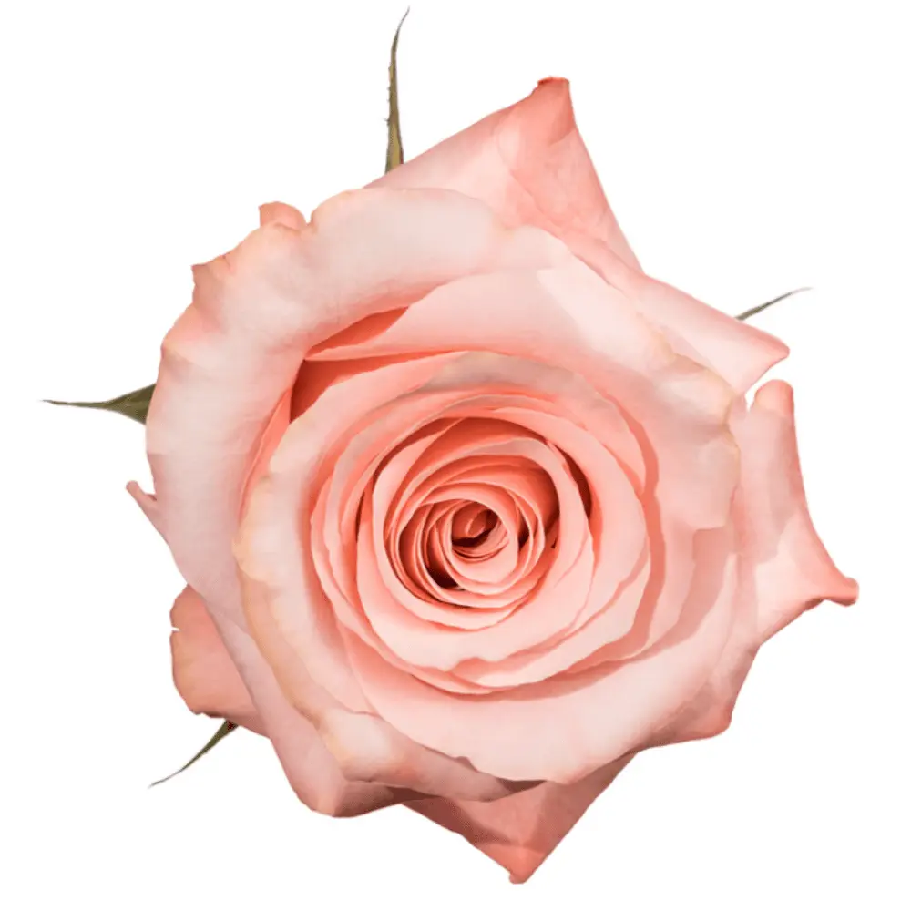 50cm Roses Premium Pink Be Sweet 