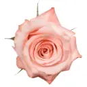 50cm Roses Premium Pink Be Sweet 