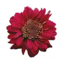 Chrysanthemums Red Novelty Motow