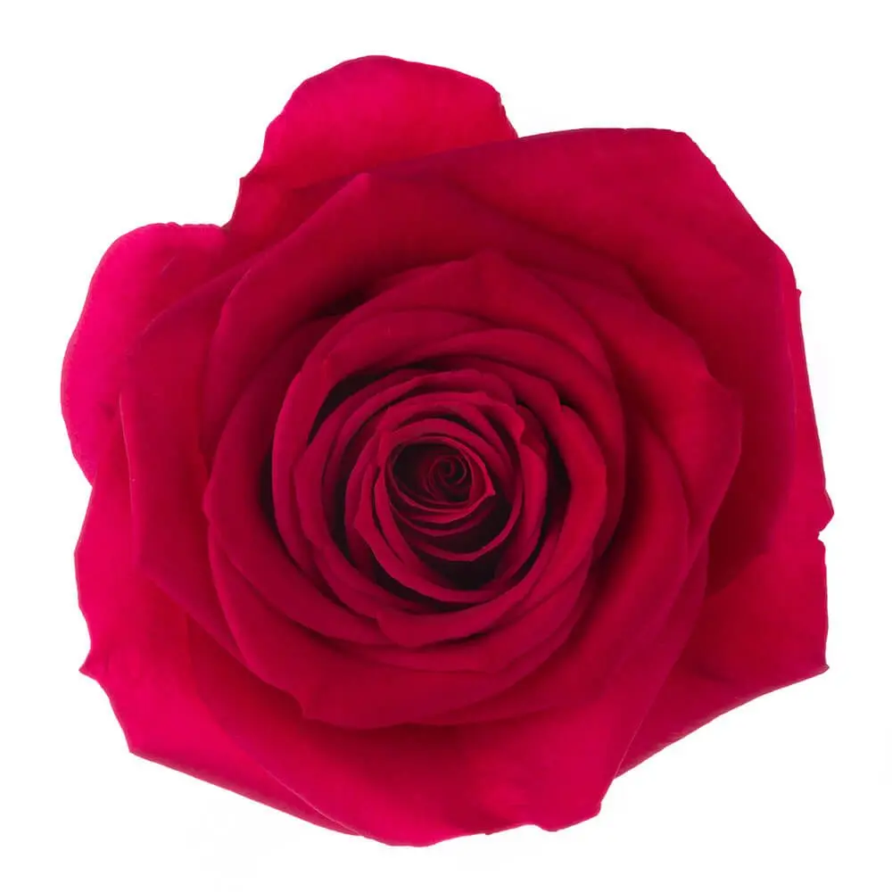 40cm Roses Hot Pink Grace Kelly