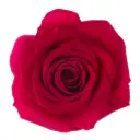 40cm Roses Hot Pink Grace Kelly