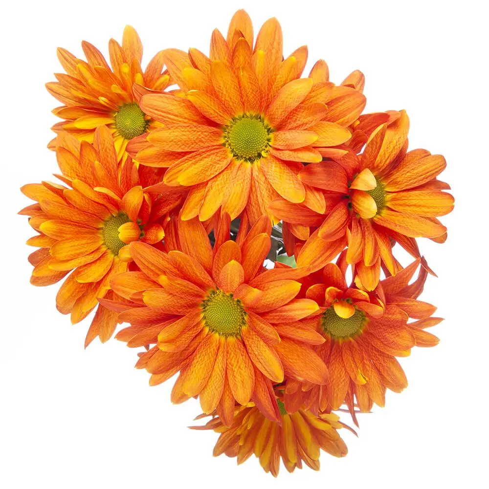 Daisies Orange Atlantis 