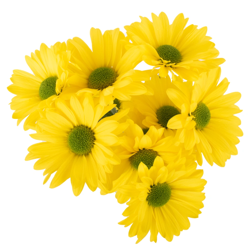  Daisies Yellow Rio