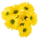  Daisies Yellow Rio