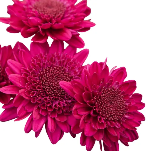 Chrysanthemums Purple Shock