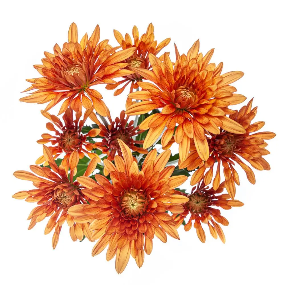 Chrysanthemums Bronze Cooper 