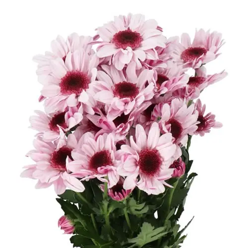  Chrysanthemums Pink Amaze Light 